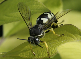 Horse Guard Wasp